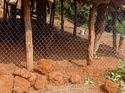 Chainlink Boma At Ramghat